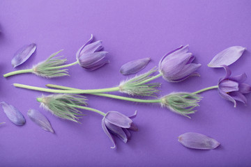 Obraz na płótnie Canvas purple flowers on paper background