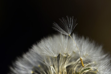 Nahaufnahme von Löwenzahn Schirmchen mit Samen an der trockenen Pflanze mit dunklem Hintergrund