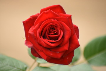 beautiful red rose with leaves