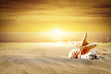 Summer photo of shell on hot sand and beach landscape 
