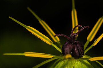 Blume gelb Nahaufnahme