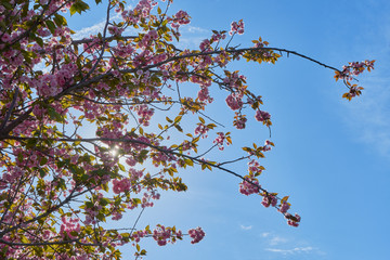 Rosa Baumblüten der japanischen Zierkirsche (Kurilenkirsche) im Frühling bei strahlendem Sonnenschein und blauen Himmel