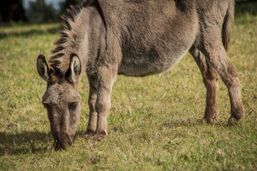 Fototapeta premium burro comiendo