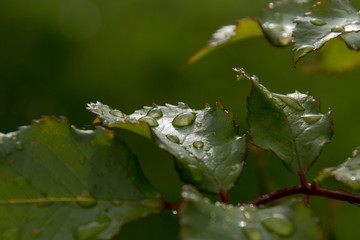 Rosenblätter Tropfen Trauer