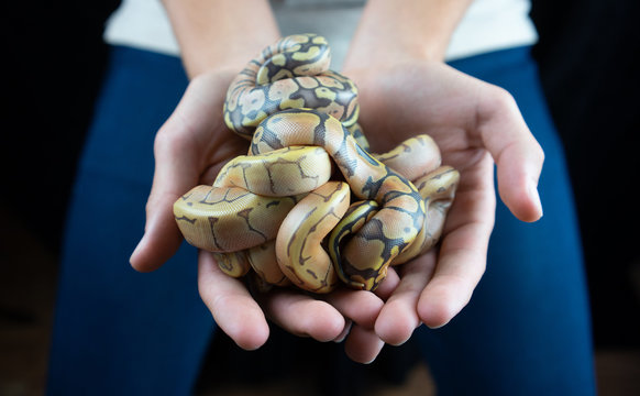 Ball python babies (snake) in hands