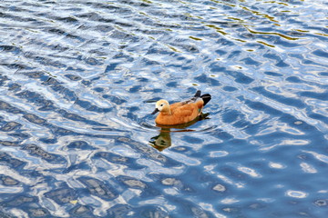 The duck swims through the blue waves of the river