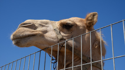 Camel head closeup