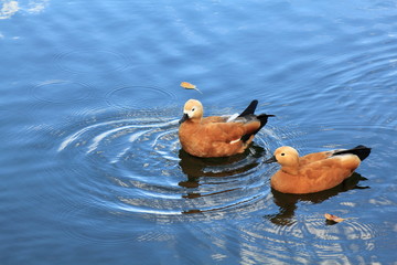 Very beautiful ducks swim in the blue water of the river - obrazy, fototapety, plakaty