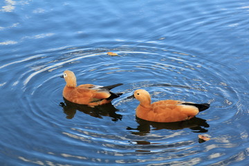 Beautiful ducks swim beautifully in beautiful blue water - obrazy, fototapety, plakaty