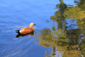 A duck swims through the multicolor water of the autumn river