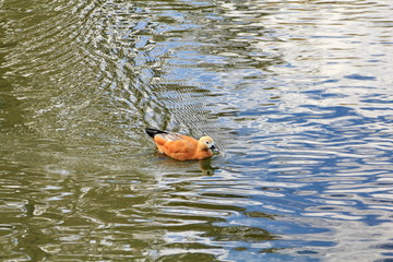 A duck floating on the multicolor water of the autumn river