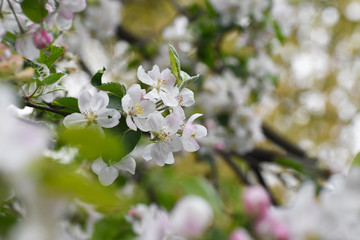 Spring background, apple flowers. Apple tree in full blossom