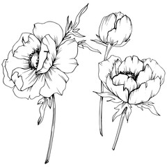 Vector Anemone floral botanical flowers. Black and white engraved ink art. Isolated anemone illustration element.