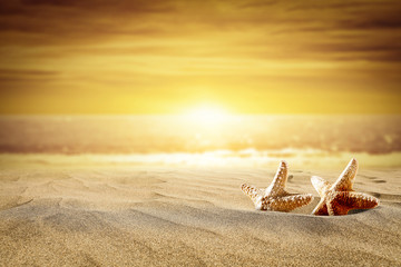 Fototapeta na wymiar Summer photo of shell on hot sand and beach landscape 