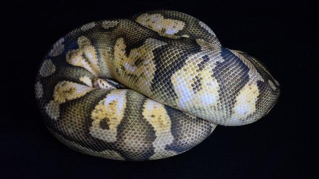 Ball python