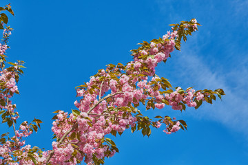Rosa Baumblüten der japanischen Zierkirsche (Kurilenkirsche) im Frühling bei strahlendem Sonnenschein und blauen Himmel