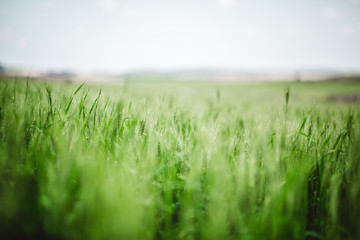 Naklejka na ściany i meble Green wheat field in spring
