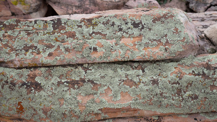 Lichen on sandstone