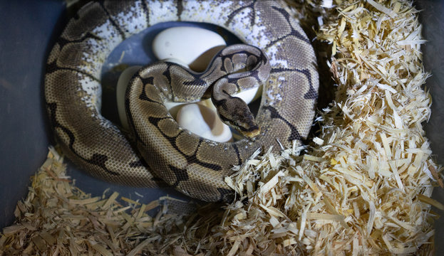 Female ball python with eggs