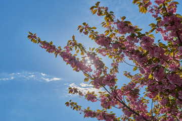 Rosa Baumblüten der japanischen Zierkirsche (Kurilenkirsche) im Frühling bei strahlendem Sonnenschein und blauen Himmel