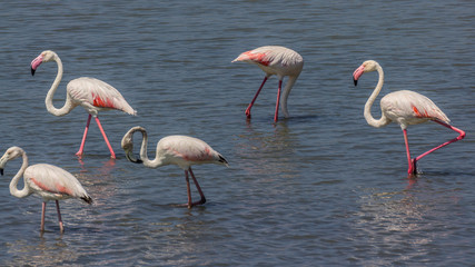 Flamingos on the salt lake