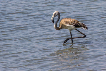 Flamingos on the salt lake