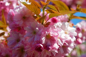 Colourful Pink Cherry Blossom