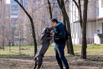 Dog breed Cane Corso plays with the owner on the training ground.
