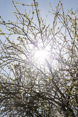 beautiful  blossom flowers on background,close up