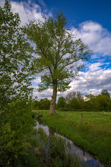 Ein Baum an einem Wassergraben