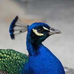 portrait of a peacock