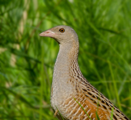 Crake corncrake landrail