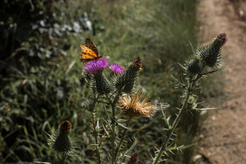 Mariposa silvestre flores cardo
