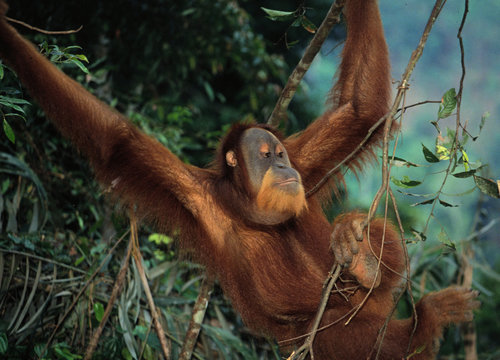 orang-utan aus sumatra