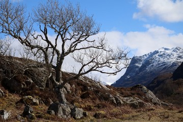 tree in mountains
