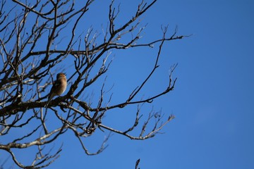 Chaffinch on tree