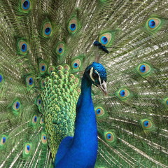 Plakat peacock with feathers out