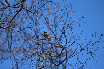 great tit on tree