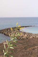 Lone flower by the coast