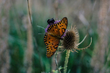 Mariposa monarca 