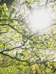 Glowing spring leaves in morning sunlight