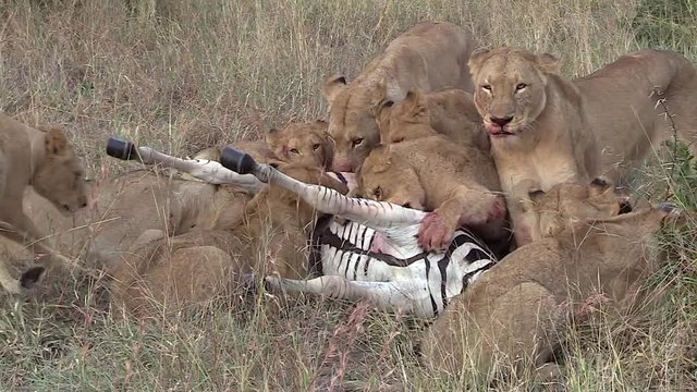 Large Lion Pride Feeding On Fresh Zebra Kill.