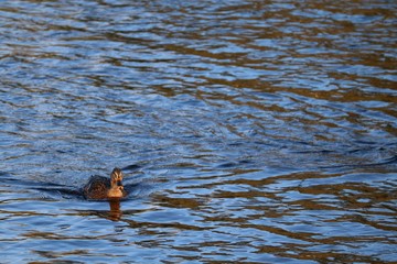 Duck swimming