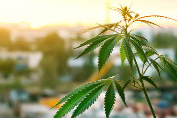 Wellness cbd. Concept of using cannabis in the sport, medical marijuana, hemp oil. Healthy...