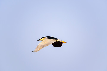 blue heron flying in the sky