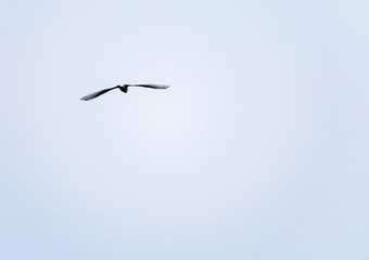 flying birds into the blue sky