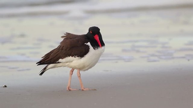 American Oystercatcher, Haematopodidae, forages on beach at sunrise in Cape May, NJ