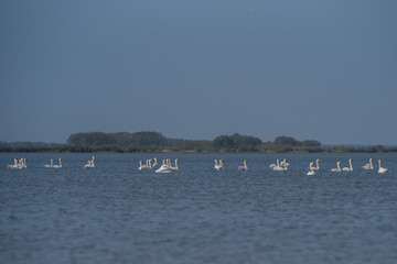 Swan and wild birds fly and swim on the lake