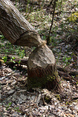 Der gefäller Baum eines Bibbers