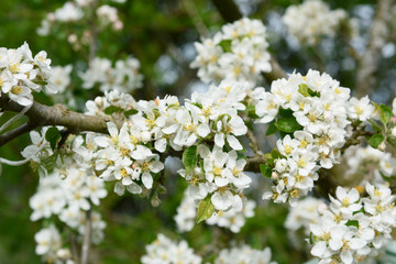 Bright white blossom and verdant foliage of a malus